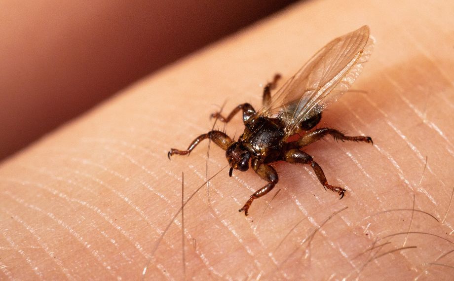 Klos Jeleni Repelent (volně žijících, volně žijící, aplikace volně, jelení populace, preventivních opatření) Klos Jeleni Repelent