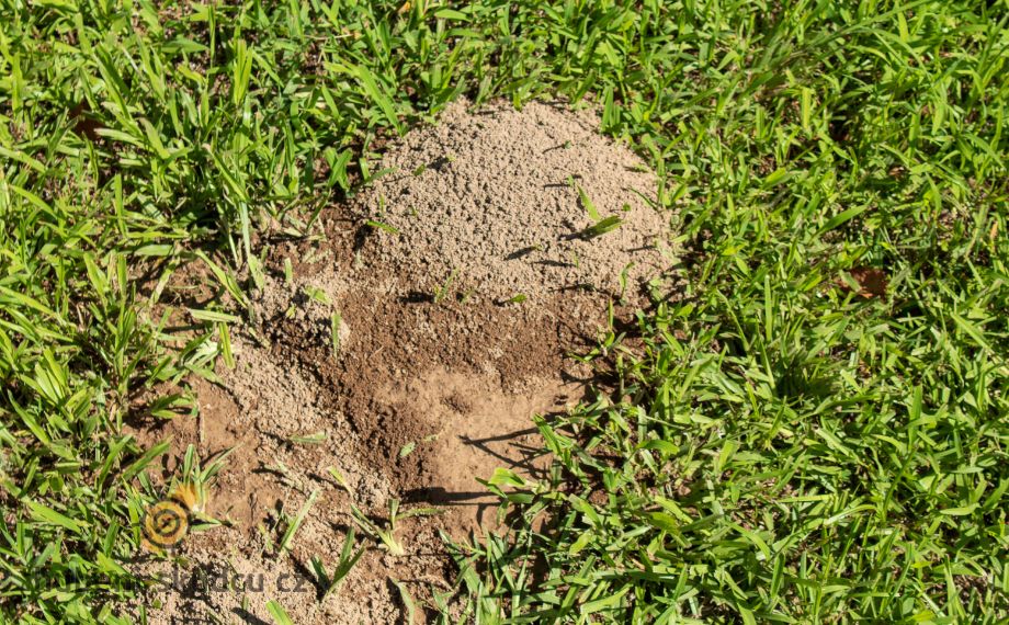 Co Odpuzuje Mravence (vůni která, která mravence, vůni která mravence, feromonové stopy) Co Odpuzuje Mravence