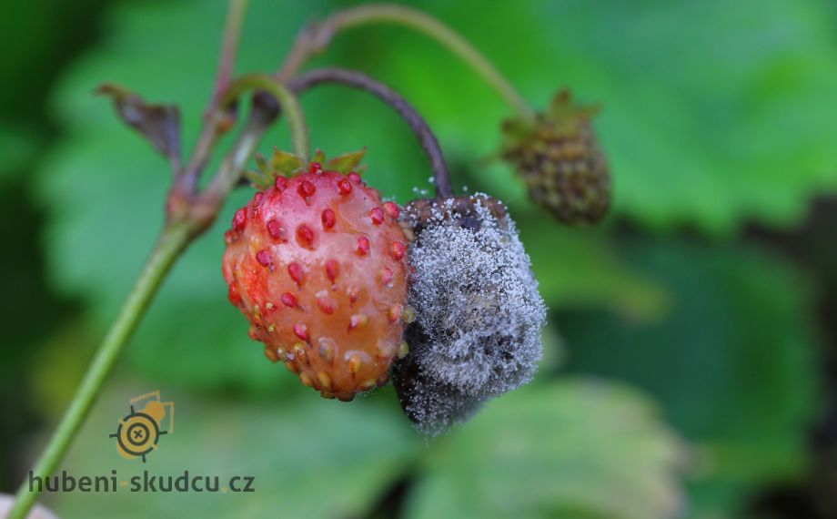 Plisen Seda Na Ruzich () Plisen Seda Na Ruzich