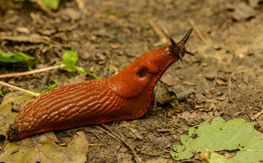 Slimaci